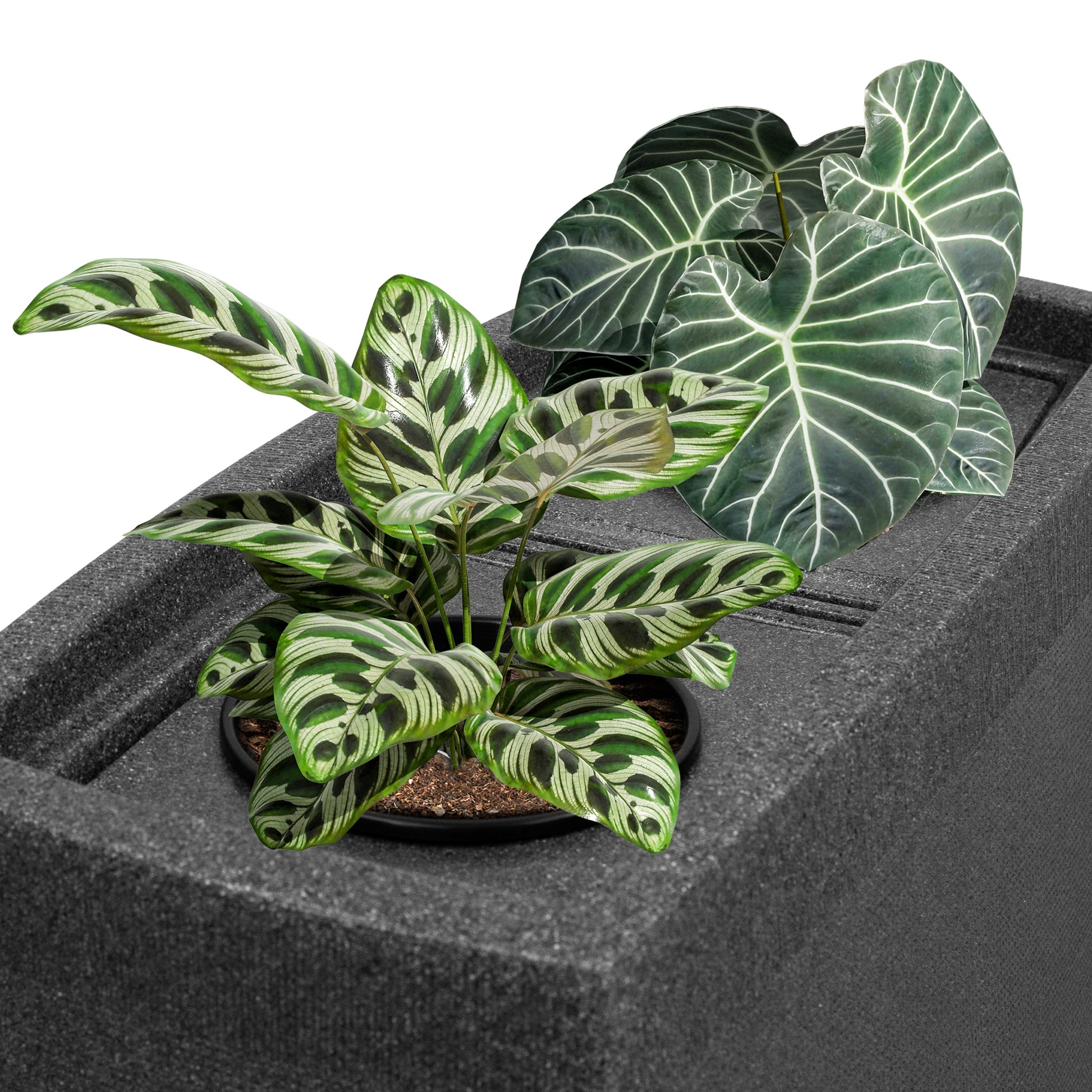 Topfpflanze mit bunten Blättern auf schwarz strukturierter Oberfläche, ideal zur Sammlung von YourCasa Regentonne 275 Liter [SquareLux Rain] - Eckig und Schmal von yourcasa-de.