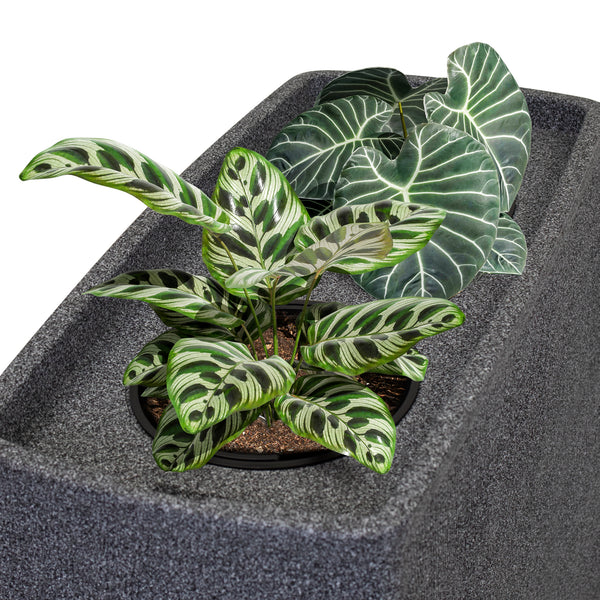 Topfpflanze Calathea mit markantem Blattmuster auf frosticher strukturiertem grauem Hintergrund. 
Produktname: yourcasa-de Regentonne 270 Liter [QuadraFlow Rain] Eckig und Schmal